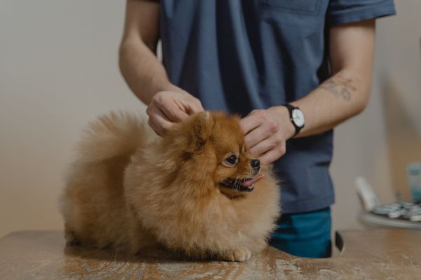 Top 7 soins naturels incontournables pour chiens