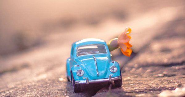 Quel est le meilleur petit animal de compagnie ?