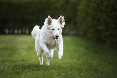 Comment bien élever le berger blanc suisse ?