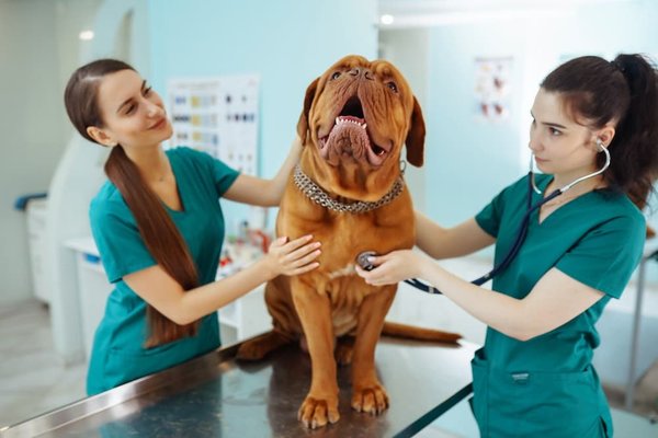 Comment traiter l'arthrose chez les chiens ?