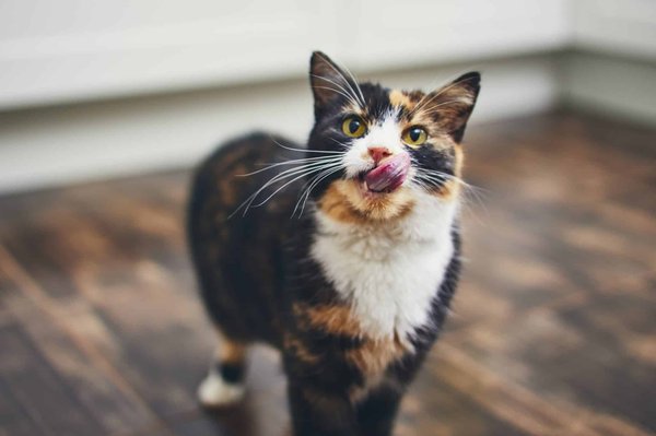 Bien choisir des croquettes pour chat sans céréales : Nos 3 conseils