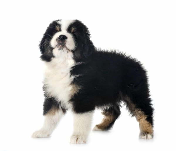 Berger américain miniature : une meilleure race de chien de compagnie !