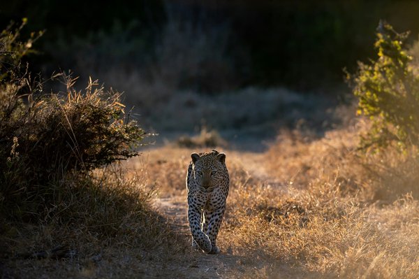 Caméra de chasse : utilisation, fonctionnalités et avantages