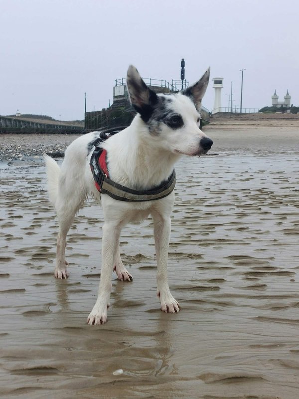 Laisses, harnais, colliers, lits pour chiens : optez pour une collection tendance et durable !