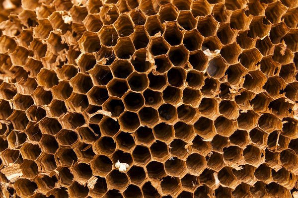 Méthodes, équipement et précautions pour la destruction nid de frelon